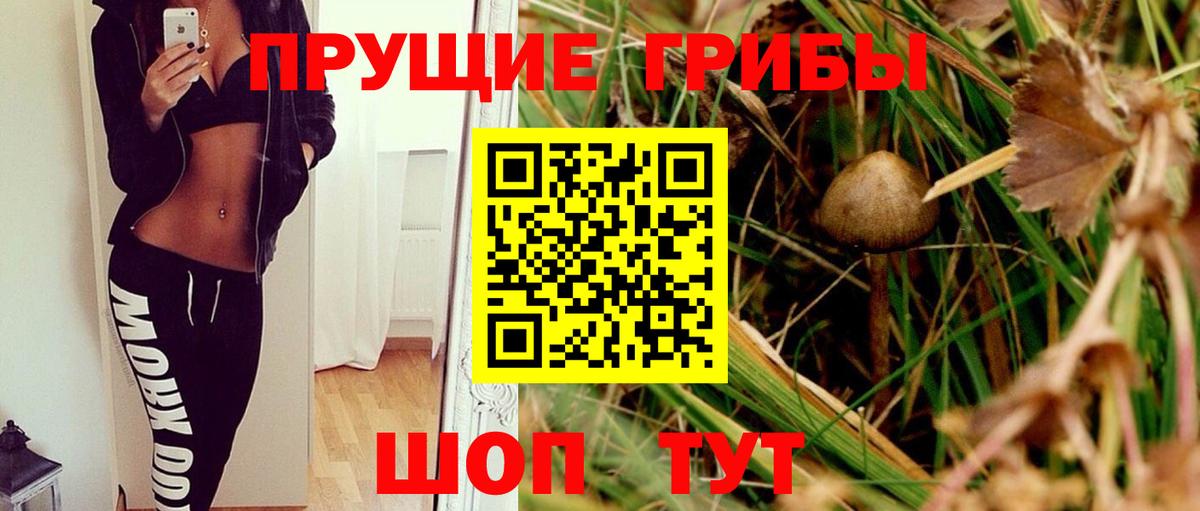 Псилоцибиновые грибы прущие грибы  Вход с VPN  как найти закладки  Черногорск 